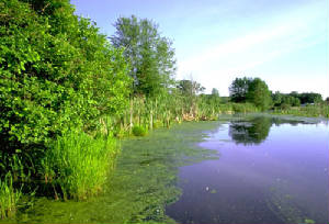 wetlands1.jpg